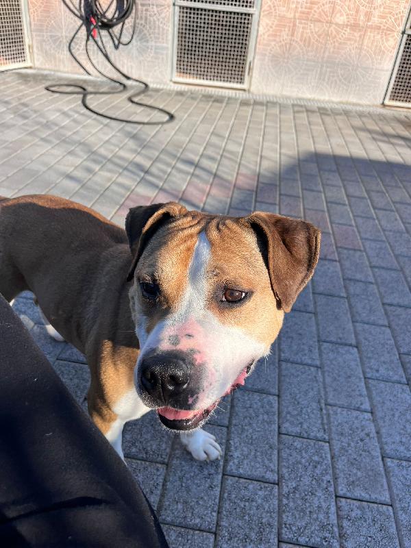 Maya Bellissima Amstaff